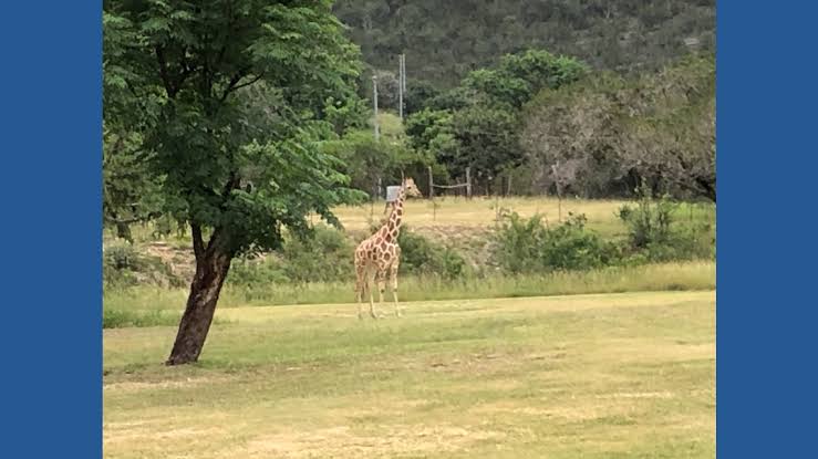 'He’s hired helicopters, he’s flown drones' | Escaped giraffe prompts search across Texas Hill Country