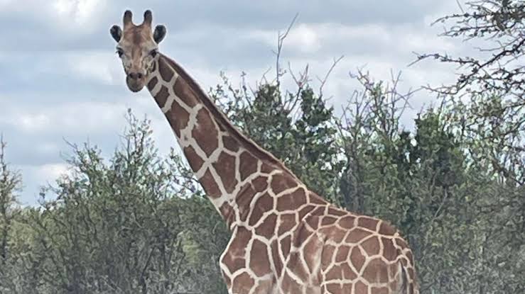 DEBUNKED: No, Gracie the giraffe has not been found