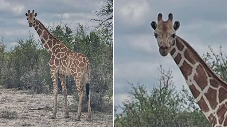 Giraffe still on the loose in Texas after escaping ranch