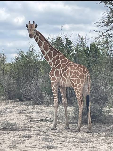 Gracie The Giraffe Is Found In ‘Fat And Happy’ Condition After 2 Weeks Missing