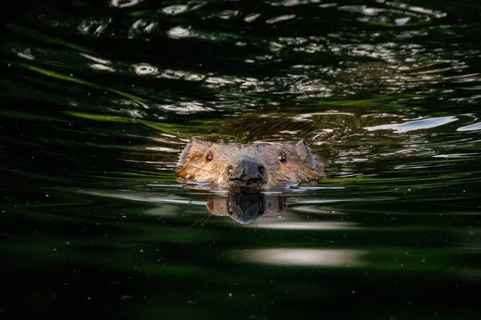 Maryland state park partially closed after rabid beavers attack visitors