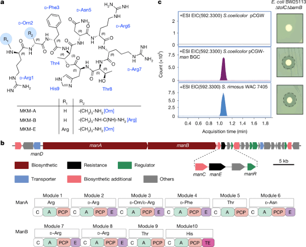 A natural depsipeptide antibiotic binds the E-site of the bacterial ribosome