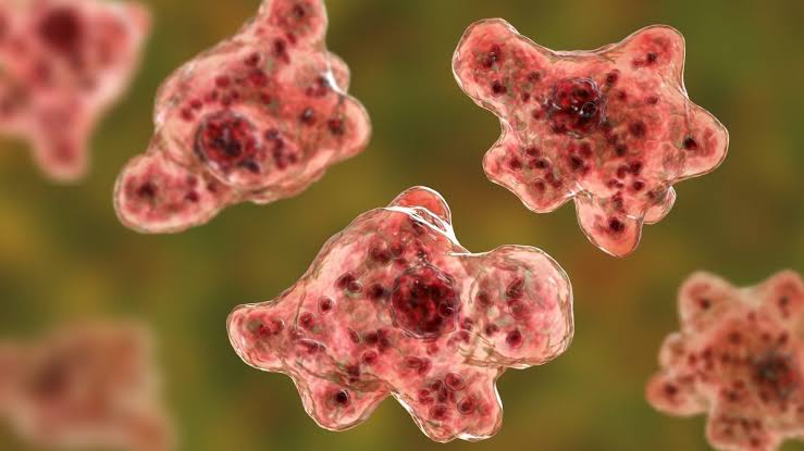 It’s brain-eating amoeba season. Here’s how to protect yourself