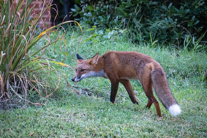 Rabid foxes found near popular trail in Baltimore’s Roland Park