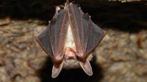 Bat with rabies lands on dining table at Vista restaurant