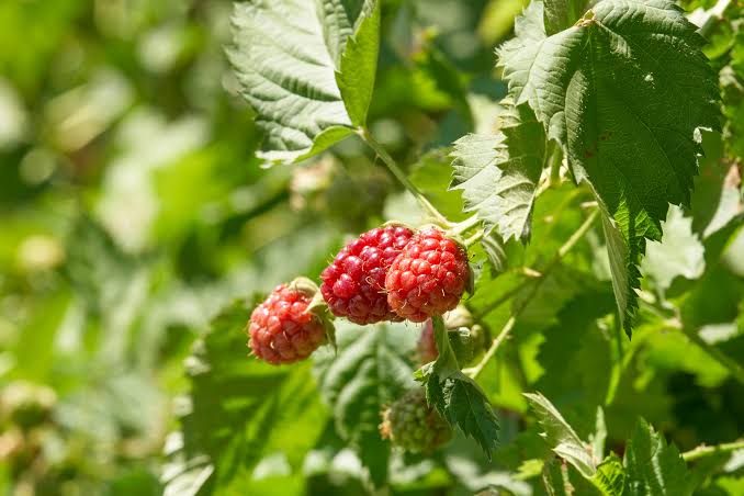 What to Know About the Diarrhea Outbreak Tied to Fresh Produce