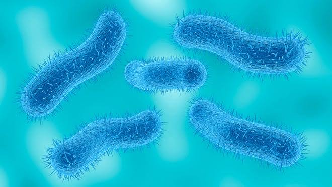 Shigella, diarrhea-causing infection, increasing in US, CDC says