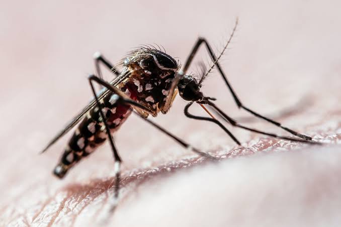 32 Million 'Good Mosquitoes' May Be Released in 2 States as Part of Google's Debug Program Following Confirmed West Nile Virus Report