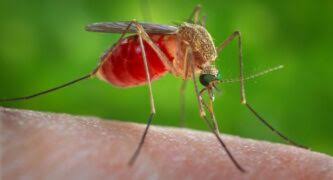 Fighting Mosquitoes With Mosquitoes: SGV Mosquito Match Begins in Bassett, CA