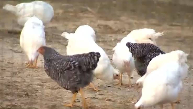445 birds euthanized due to bird flu outbreak at Rhode Island market