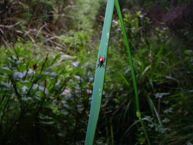 KosAbility: Ticks and TBDs increasing while a new vaccine offers hope for those who will use it