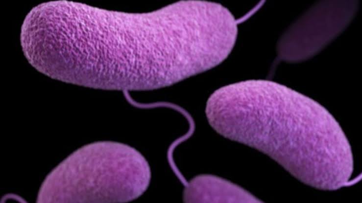 5 Louisiana residents die from dangerous warm-water bacterial infection