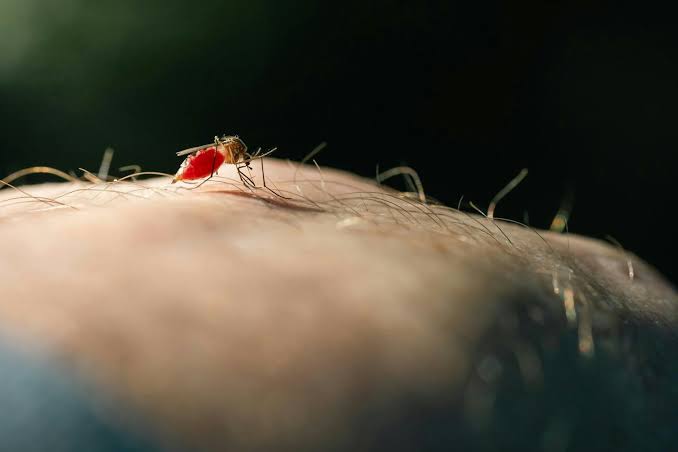 Mosquitoes learn to link the smell of DEET with a blood meal – new study
