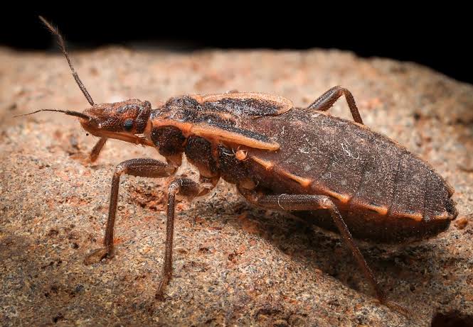 Routine blood testing reveals county’s first case of locally acquired Chagas disease