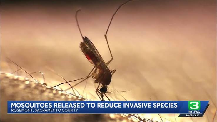 Sterile mosquitoes released in Rosemont to reduce invasive species