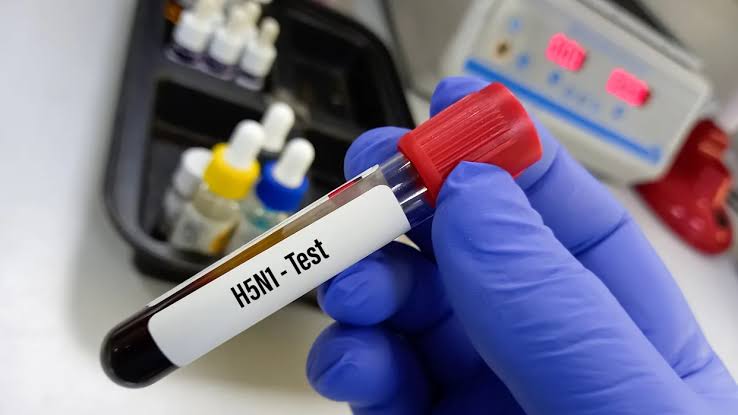 Australia suspects first mainland H5N1 case, raising fears for shorebirds, raptors, and sea lions