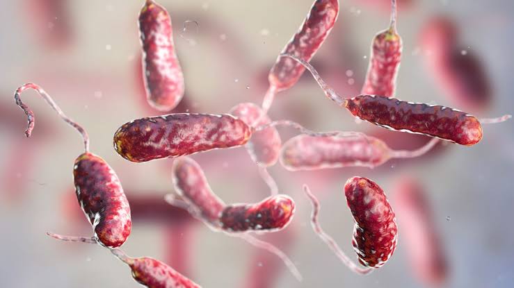 29 Vibrio cases reported in Mississippi
