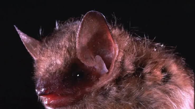 Rabid Bat Found Near Safari Park Restaurant Prompts Health Warning