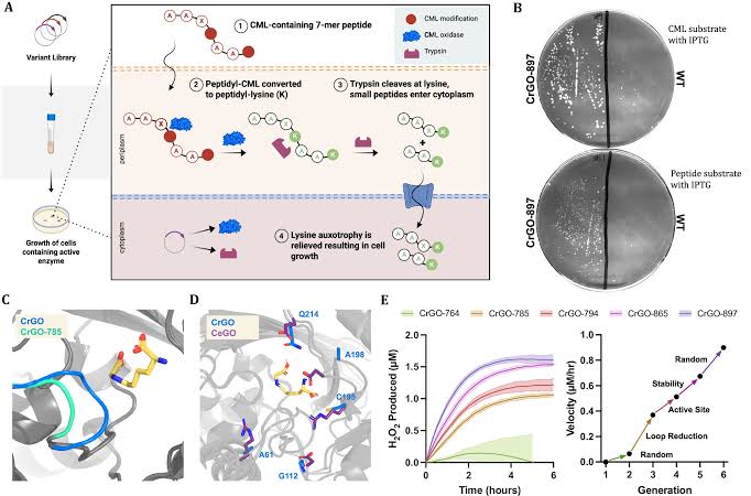 Engineered enzyme erases a stubborn mark of aging by up to 70% in human tissue samples