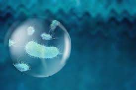 Streptomyces antibiotic ‘megacluster’ targets biotin to combat drug-resistant infections