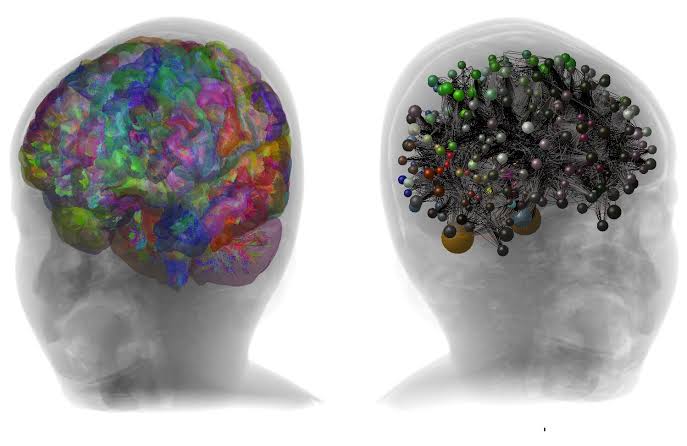 Anatomically accurate digital twin of 2-year-old's brain uncovers neural signatures linked to autism