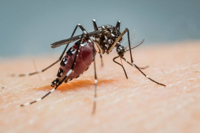 A Disease Once Confined to the Tropics Just Saw a 359% Surge in the US