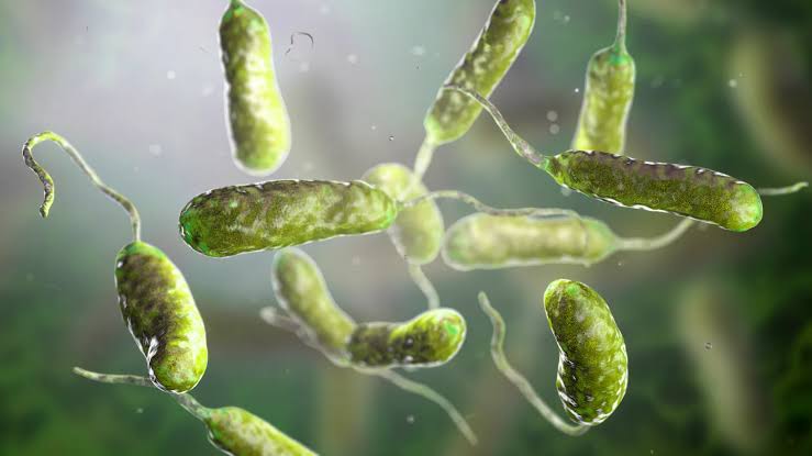 Louisiana warns of rise in flesh-eating bacteria infections