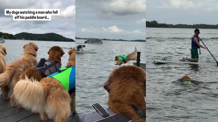 Golden Retriever Rushes To Help After Man Falls off Paddle Board