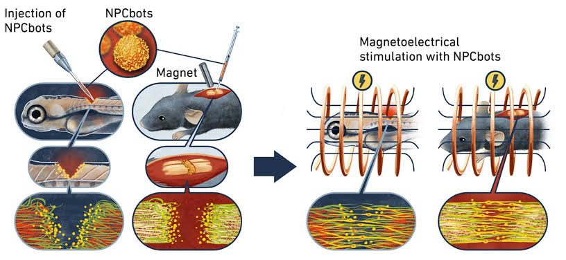 Biohybrid microrobots repair spinal cord by combining stem cells with magnetoelectric nanoparticles