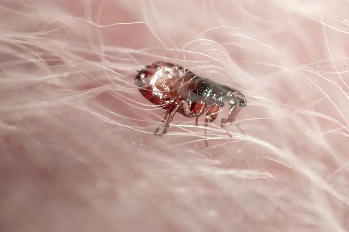 Cases of dangerous disease 'as old as the plague' hit record high in California