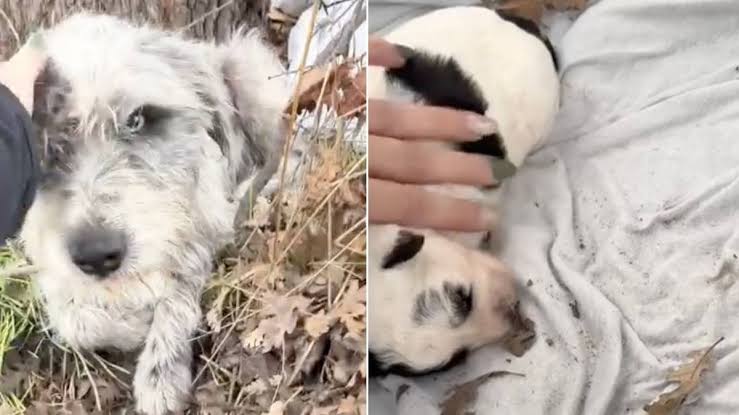 Mama Stray Dog Living in a Roadside Ditch With Her Only Baby Never Expected What Came Next
