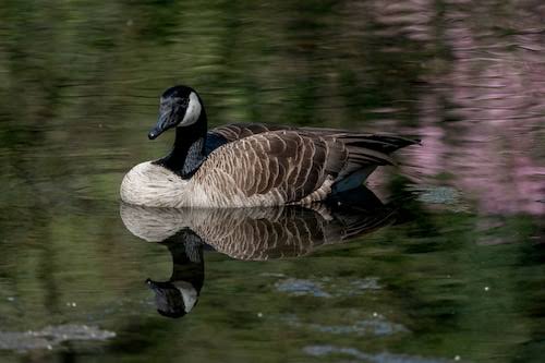 Dead geese reported in Bethlehem area prompt warning from police (UPDATE)