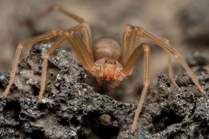 Kansas mother may need liver transplant after suspected brown recluse bite at Cheney Lake