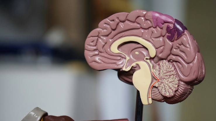 There May Be A New Way To Clear Alzheimer's Proteins From The Brain
