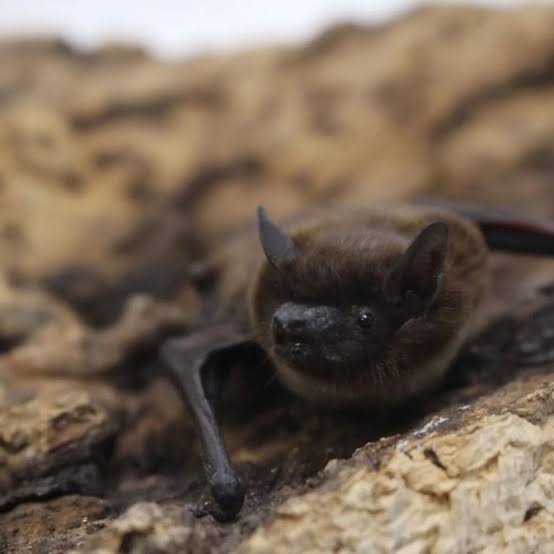 Don’t touch the bat! Officials in Colorado's Jefferson County warn of rabies exposure