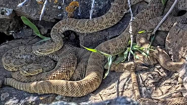 North Carolina has highest venomous snakebite rate in U.S., new report shows