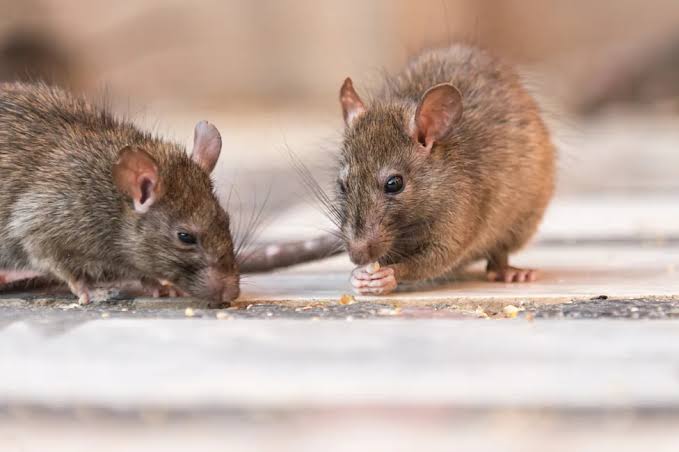 The typhus rats: Why a medieval disease is rocking LA