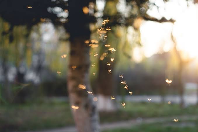 How To Keep Mosquitoes Off Your Porch So You Can Actually Enjoy It