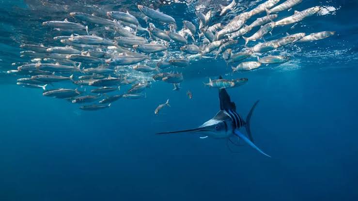 Diagnostic dilemma: A fish stabs a man through the throat and the base of the skull