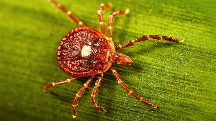 Rare & untreatable Bourbon virus was first identified in KS. How to protect yourself