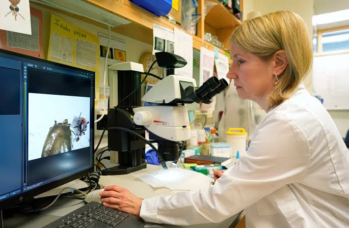 Deer, dog ticks are abundant in Maine right now. Here’s what to do about them.