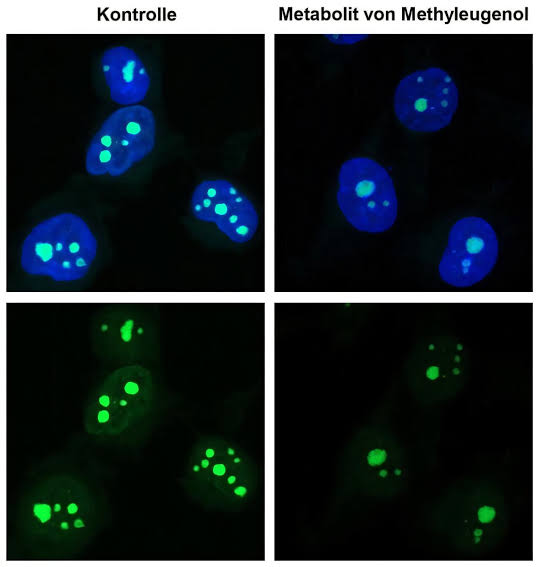 Basil and fennel compound may build up dangerous DNA damage in vulnerable people