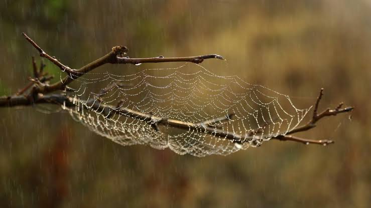 Kansas mother went camping at Cheney Lake. Then a swarm of 15 spiders left her fighting for her life: 'Felt like being stabbed'