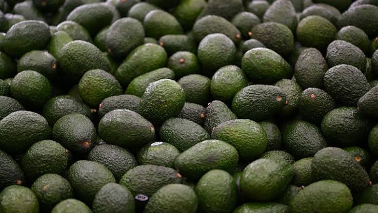 An avocado a day reduces bad cholesterol particles, heart disease risk in adults with obesity, study says