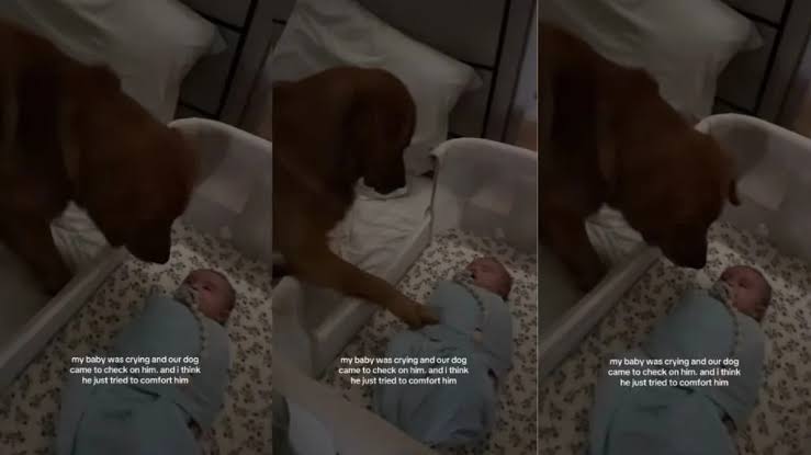 Golden Retriever Uses the Best Trick He Knows To Calm Crying Baby
