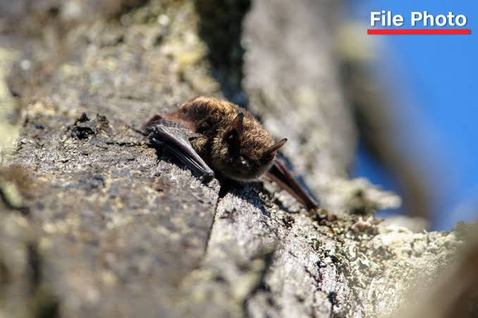 Canadian boy, 11, died from rabies after waking up with bat on his mouth