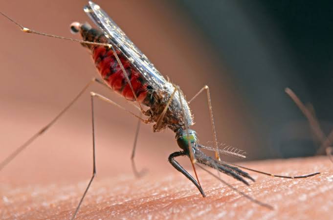 Bay Area’s first human West Nile virus cases of 2026 confirmed in Santa Clara County
