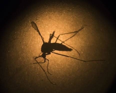 Google wants to release 32 million sterile mosquitoes. Our Australian tests offer a valuable lesson