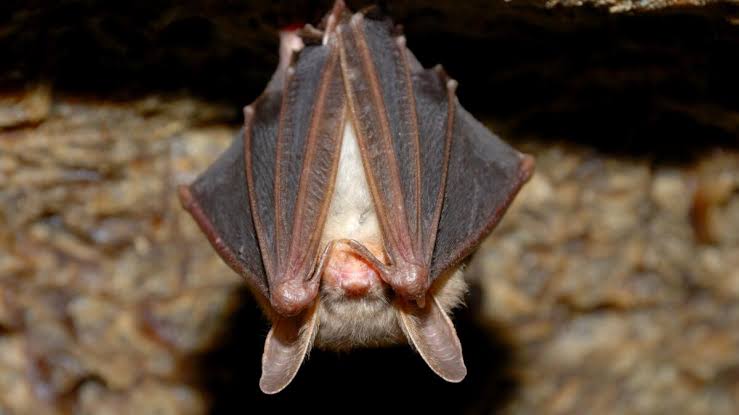 Bat that dropped onto table at SoCal restaurant had rabies, officials say