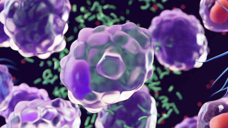 Could the body’s immune ‘garbage trucks’ point to a way to slow aging?